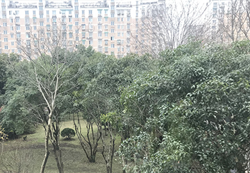 杭州桂花园